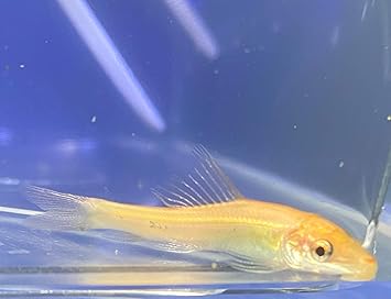 Amazon 熱帯魚 ゴールデンアルジイーター ４ｃｍ １匹 東京倉庫出荷 アクアショップピラルク 観賞魚 水中生物 通販