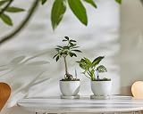 SUStee Watering Indicator Set of 2 - Smart Plant Care, Made in Japan view 6