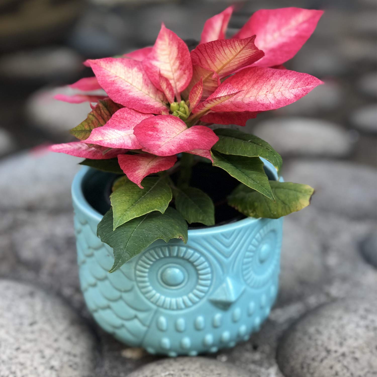 Nattol Owl Succulent Planter, Turquoise Animal Ceramic Planter Pots with Drainage, Set of 2 - Image 4