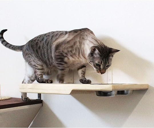 cat dining shelf