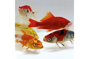 Toledo Goldfish Koi and Goldfish Combo Starter Pack, Perfect for Beginners Stocking Ponds, Tanks, or Aquariums - 3-4 Inches, 2 of Each, 10 Total Count