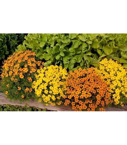 12 inch plastic planter Clear Plastic Pot 12cm / Single main image 0