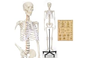 RONTEN Human Skeleton Model for Medical Study, 70.8" Life Size Medical Anatomical Skeleton, Including Adjustable Rolling Stand + Cover + Poster