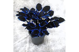 Blue Hosta Seeds - 300 Variegated Large-Leaf Shade Plant Seeds for Unique Landscapes & Vibrant Foliage Gardens