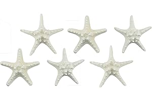 US Shell, Assorted White Armoured Starfish, Pack of 6