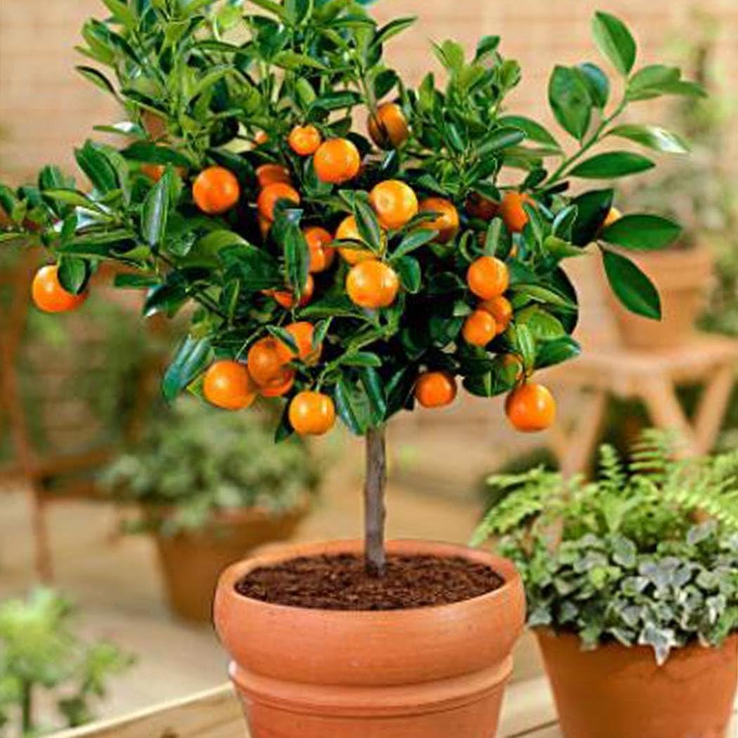 Ultrey Seed House - Orange Tree Seeds Madarin Tangerine Tree Kumquats Seeds Fruit Seeds Bonsai Fruit Plants Seeds Perennial Hardy