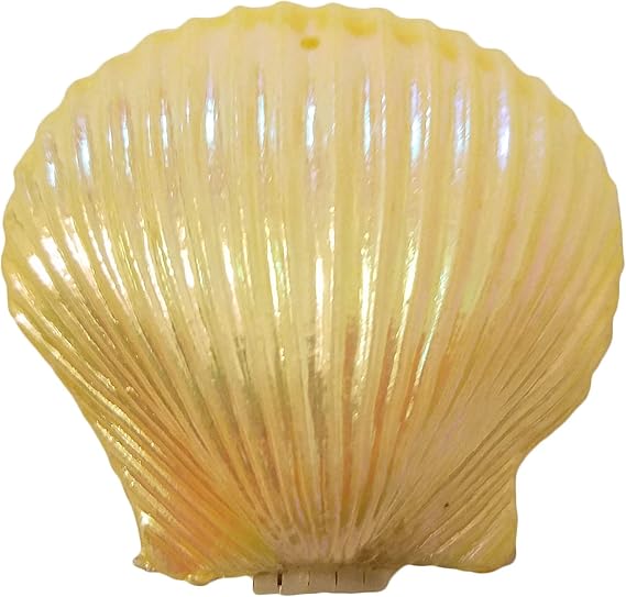 Hinged Plastic Seashells Clam Shells for Crafts & Party