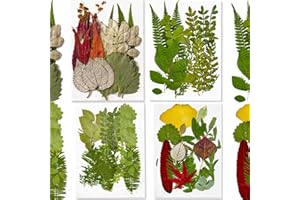 D-CHUANGX Dried Greenery Leaves for Resin Mold,Real Natural Dried Pressed Flowers for Crafts Scrapbooking Supplies Card Making Supplies Resin Jewelry Soap and Candle Making