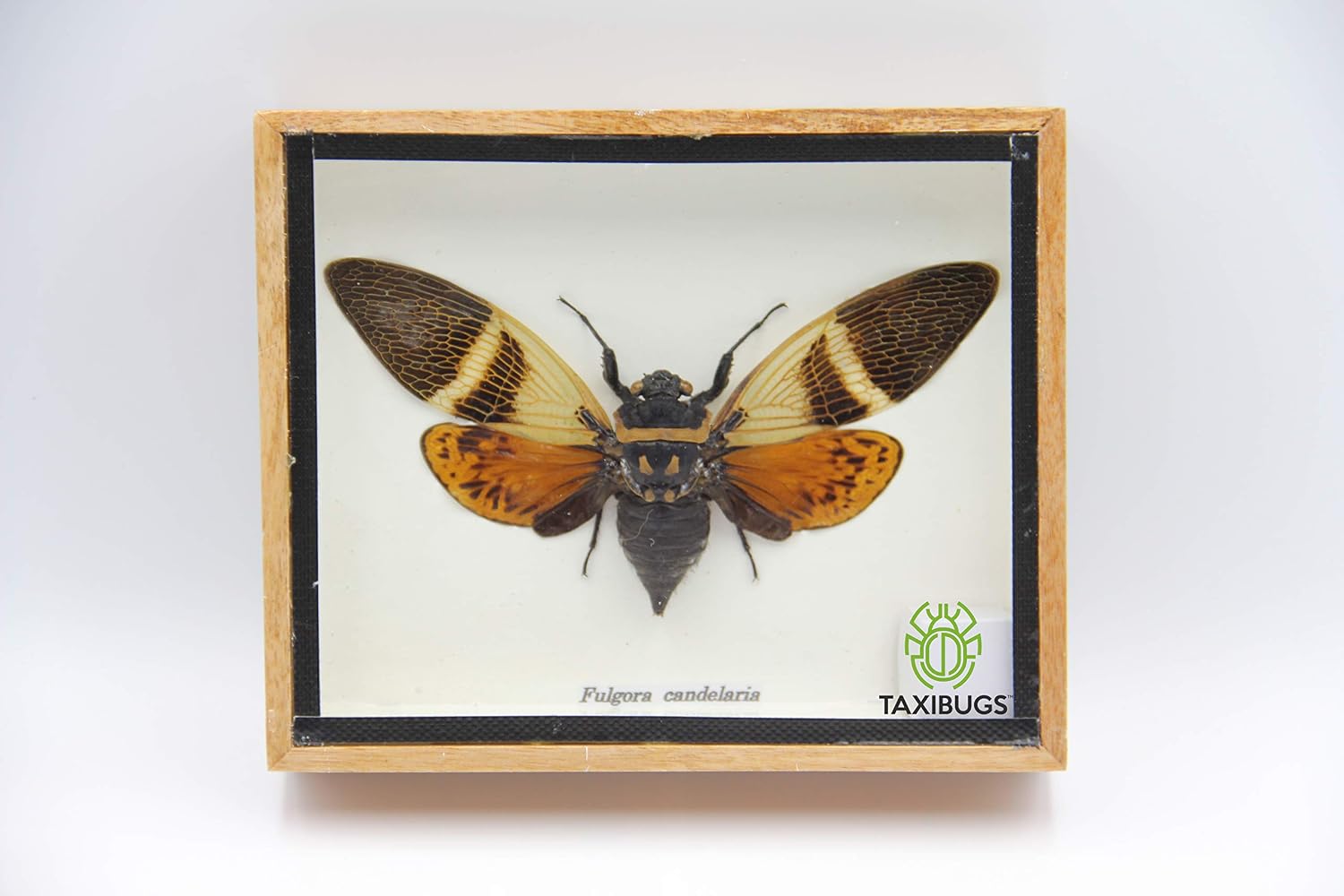 TAXIBUGS Cicada Speciosa insect taxidermy in wood box framed, Small