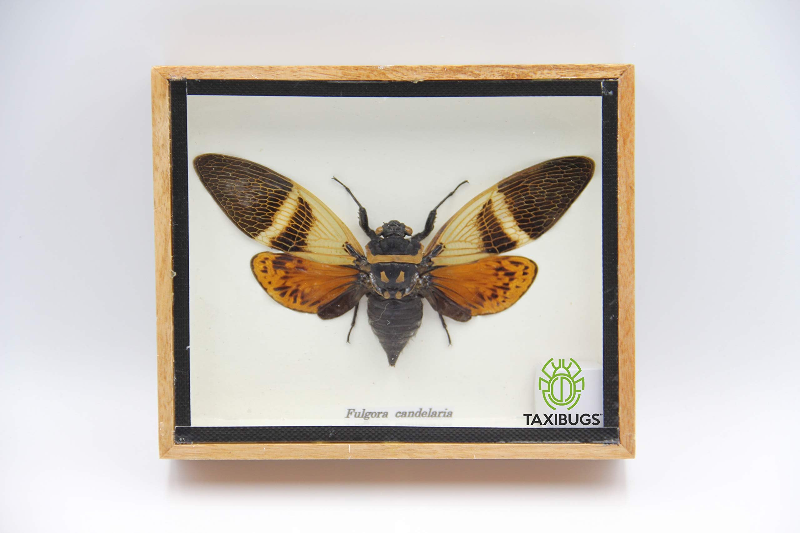 TAXIBUGS Cicada Speciosa insect taxidermy in wood box framed