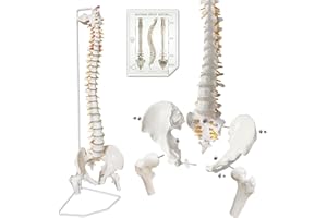 HADWYN 2024 New Spine Model, 34.6" Life Size Spinal Cord Model Flexible Anatomical Spine with Vertebrae, Nerves, Arteries, Lumbar Column, and Male Pelvis with Stand for Science Study or Patient Education