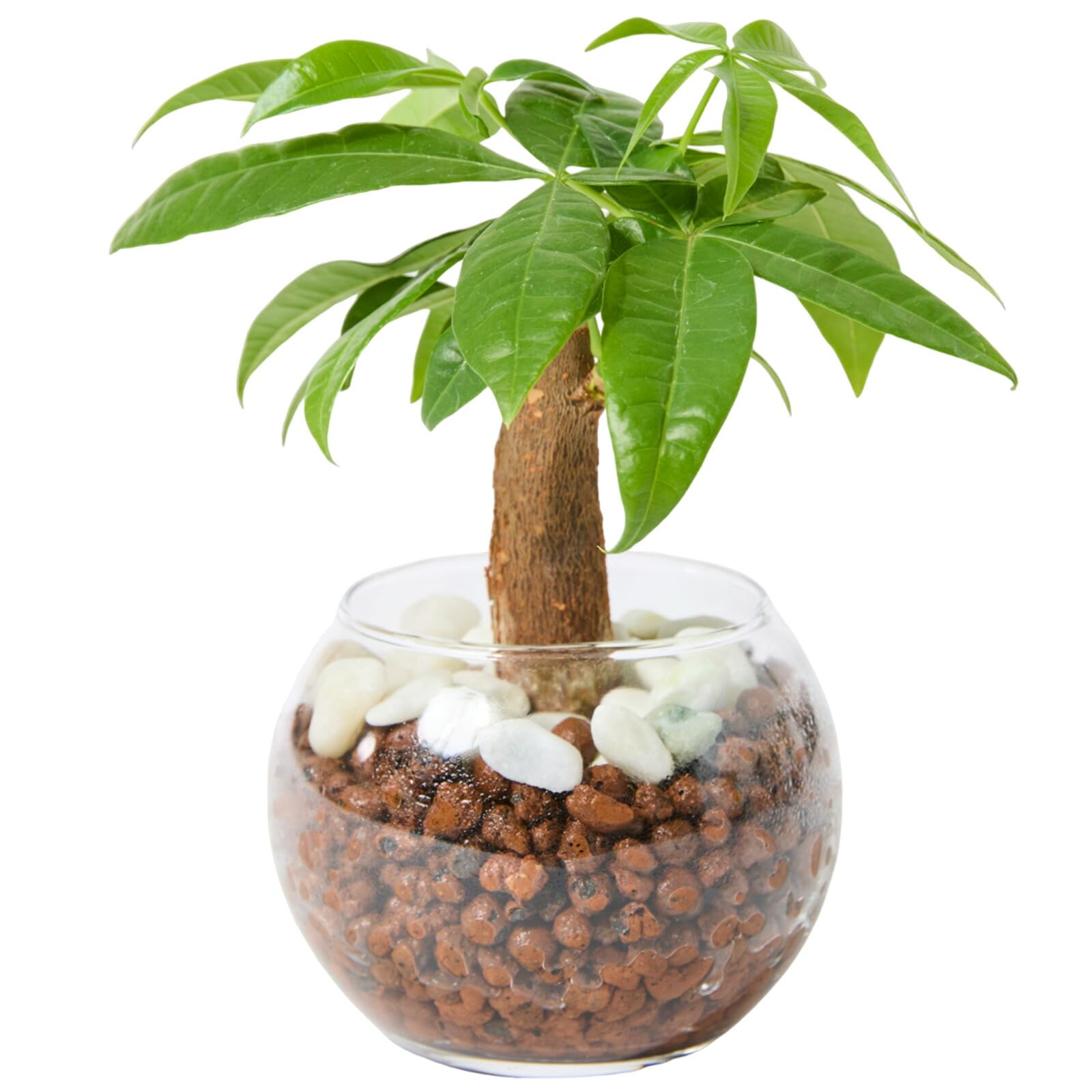 bloomee(ブルーミー) パキラ 3号 ハイドロカルチャー 観葉植物 本物 ミニ 小型 (虫がわかない 土を使わない) 石 透明 ガラス 白 小粒 (初心者向け) インテリア おしゃれ かわいい 水耕栽培商品画像