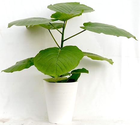 Amazon Co Jp プラ鉢５寸ウンベラータ１本立ち Diy 工具 ガーデン