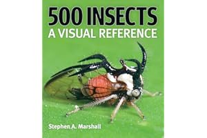 500 Insects: A Visual Reference
