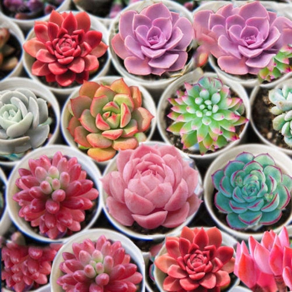 500pcs Mix Succulent Seeds 500Pcs Succulents Seeds Garden Balcony