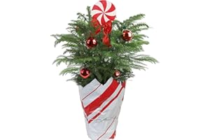 Costa Farms Norfolk Island Pine, Live Christmas Tree Plant in Gift Wrap Plant Pot, Includes Ornaments and Topper, Indoor Houseplant, Room, or Office Decor, Great House Warming, 16-22 Inches Tall