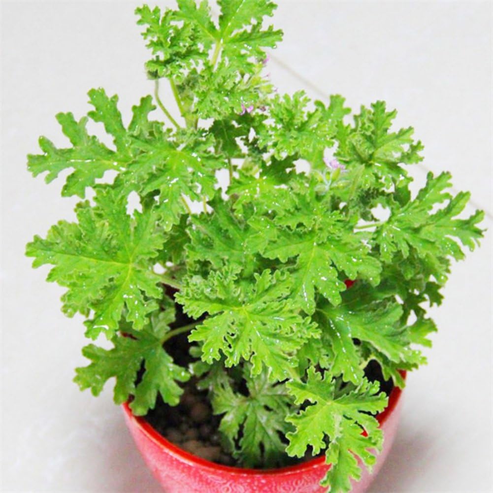 100 PCS Mosquito Repellent Plant Seeds Sweet Grass Garden and Home Bonsai Plant Potted Insect Repellent Houseplant