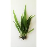 Java Fern Microsorum Pteropus Easy Low Light Live Aquarium Plant - Buy 2 Get 1