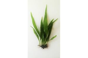 GENERIC Java Fern Microsorum Pteropus Easy Low Light Live Aquarium Plant - Buy 2 Get 1