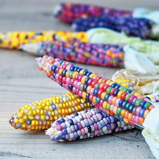 Mags Rainbow Corn On The Cob Breeding Set Amazon Co Uk Garden