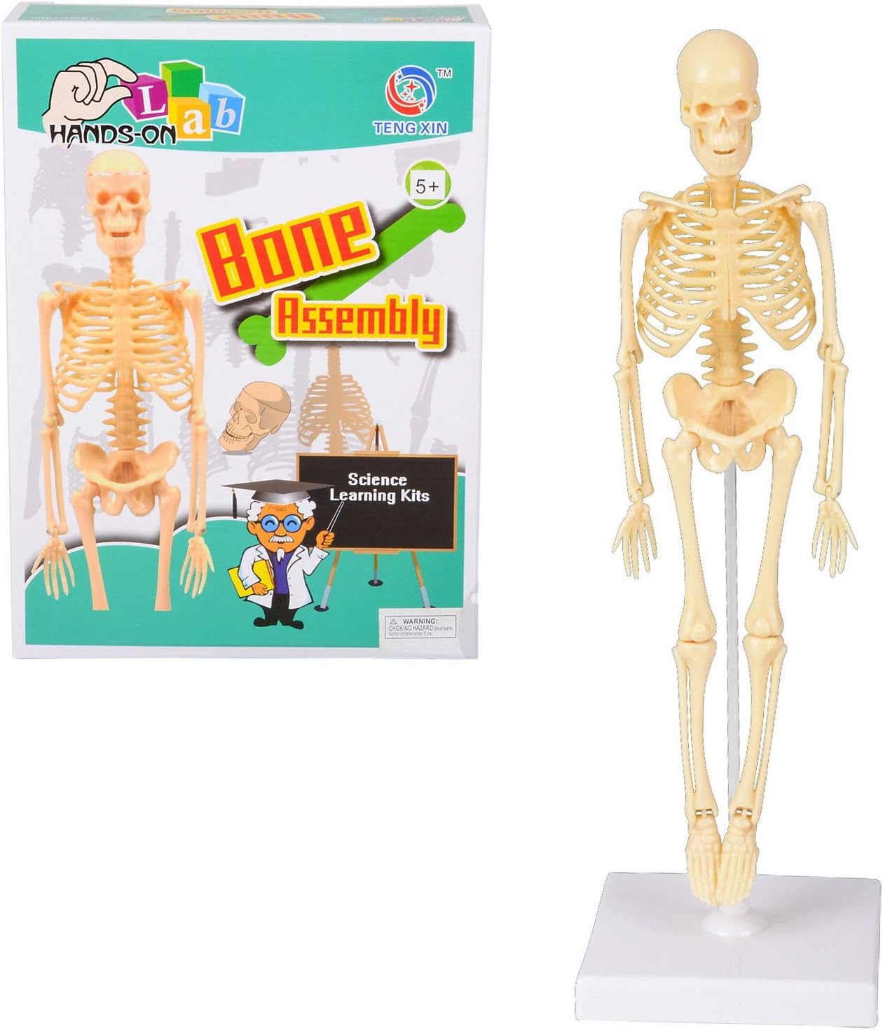 edu science human anatomy kit