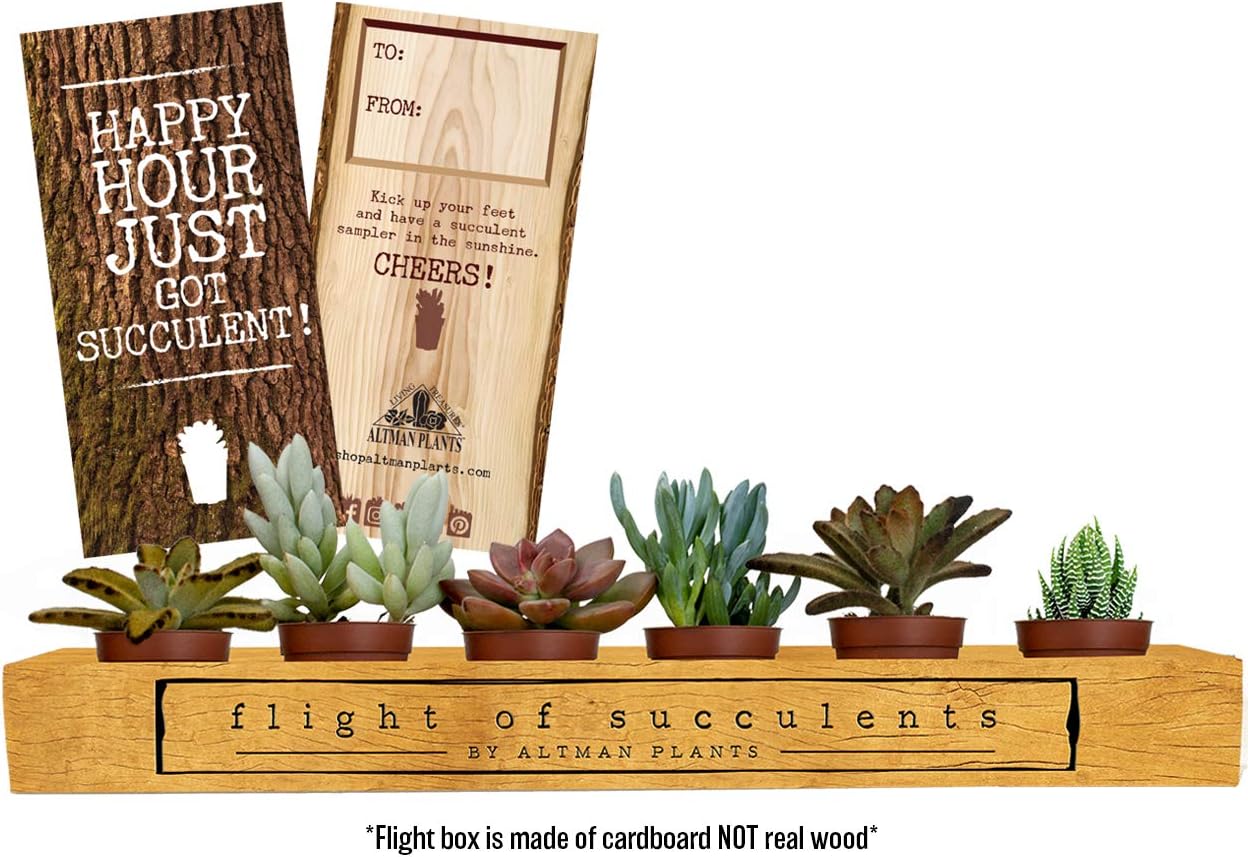 Altman Plants Assorted Mini Live Fully Rooted in Soil Flight of Succulents Perfect Gift for any occasion, Includes (1) To/From Card 1.75" 6 Pack