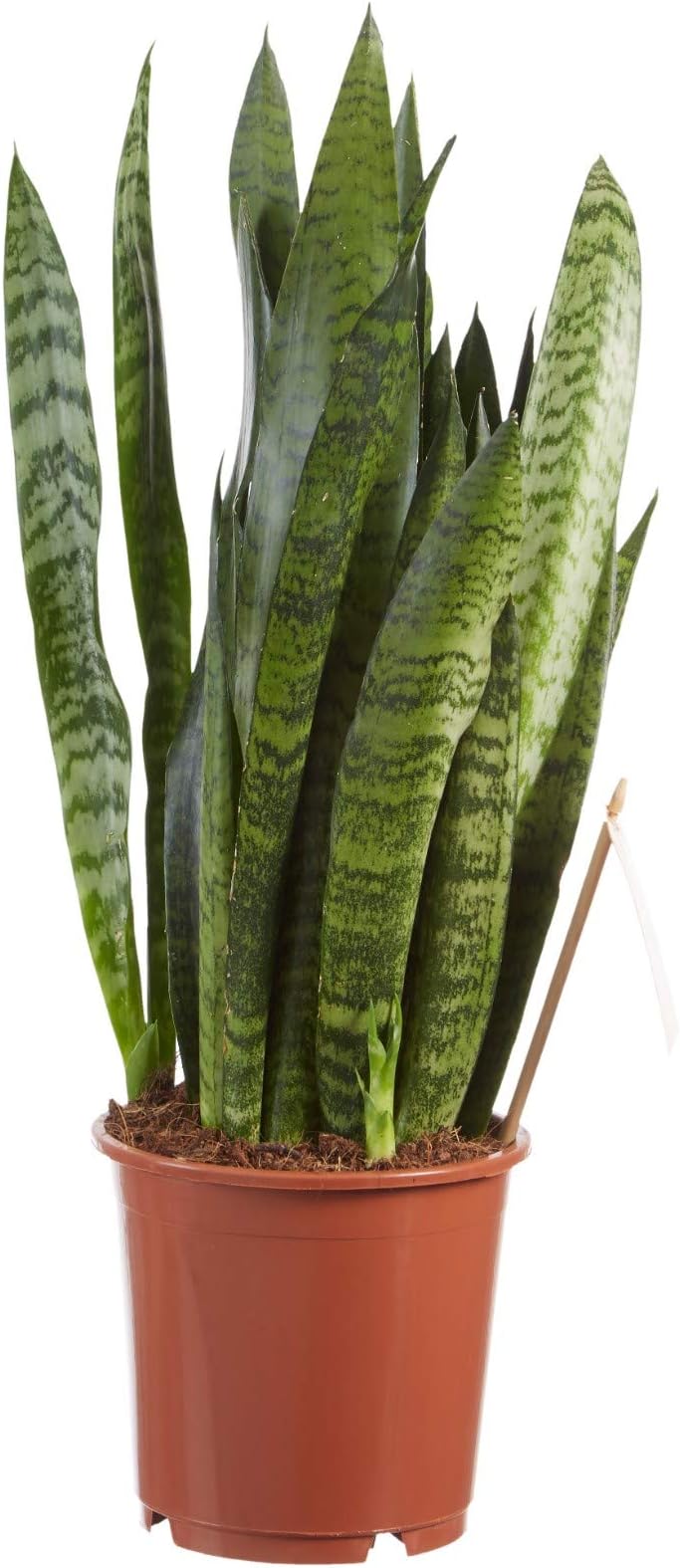 Indoor Plant from Botanicly – Snakeplant – Height: 50 cm – Sansevieria Zeylanica