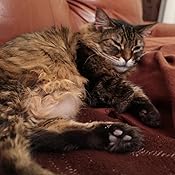 smooth bm gold for cats