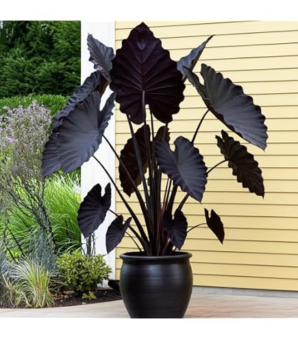 Elephant Ear Live Plant Mojito (Colocasia Esculenta) - PPAF Certified In A  3-Inch Pot Elephant Ear Bulbs For Planting Outdoor