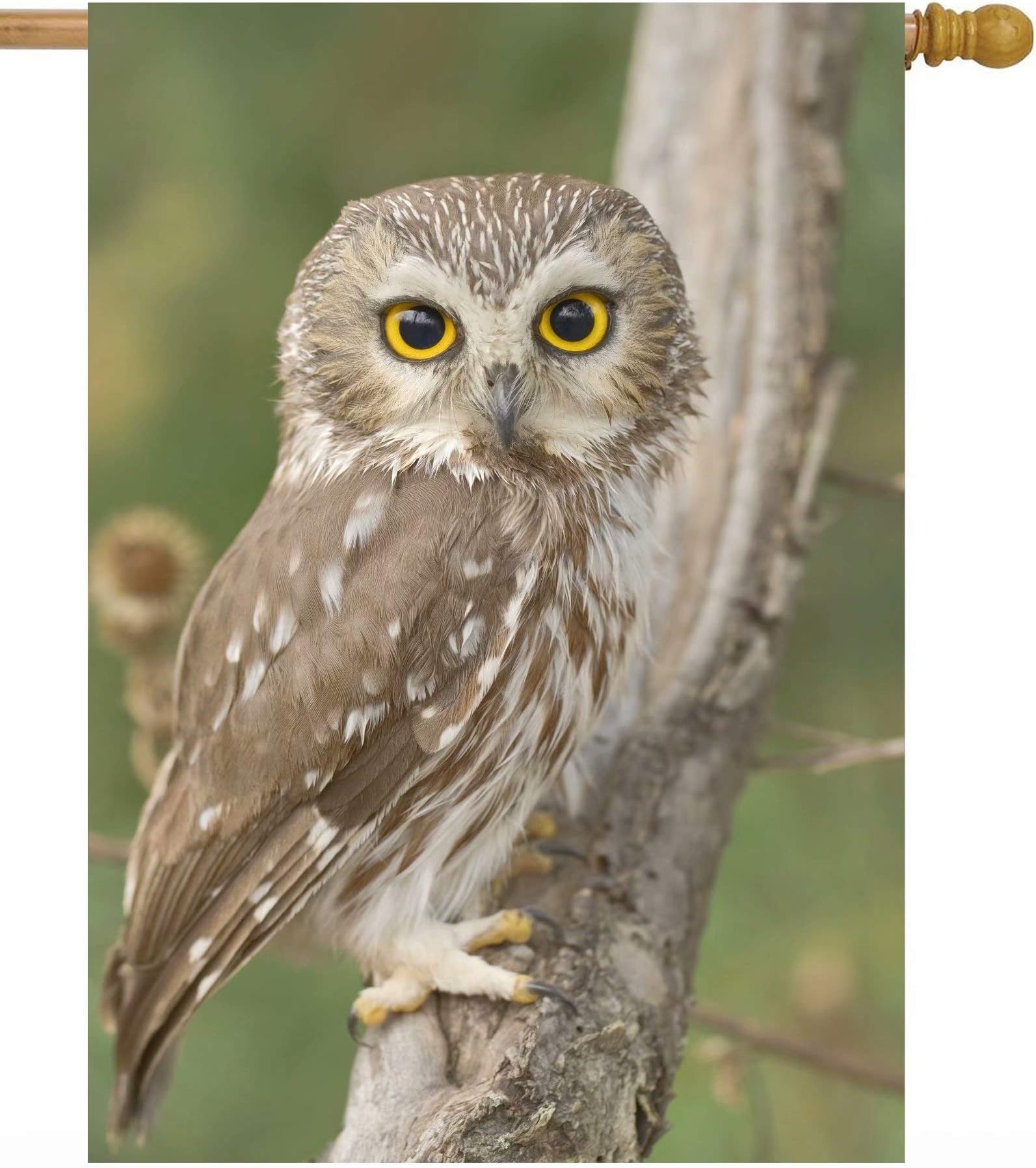 ShineSnow Animal Birds Owl in Forest Wildlife Nature Landscape House Flag 28" x 40" Double Sided Polyester Welcome Large Yard Garden Flag Banners for Patio Lawn Home Outdoor Decor