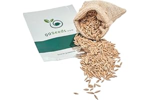 QO SEEDS 80 Giant Bamboo Seeds, Indian Bamboo, Giant Thorny Bamboo Seeds - 80 Seeds (Bambusa bambos/arundinacea) - Pack of 80 Rare and Viable Seeds - OuriquesFarm