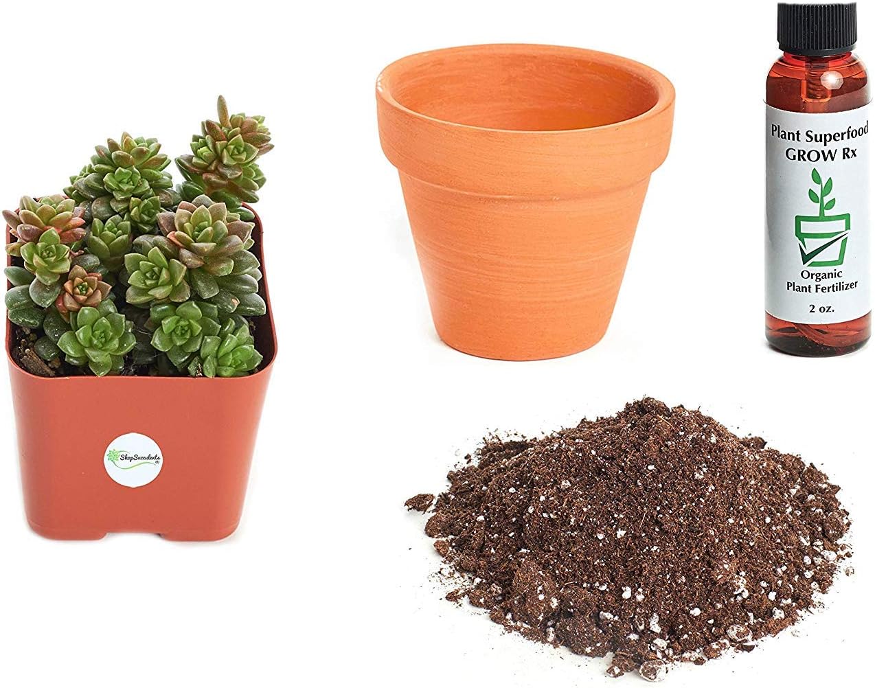 Shop Succulents Cremnosedum 'Little Gem' 2In Plant Kit