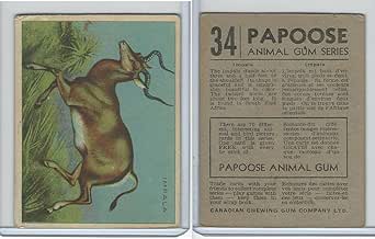 kangaroo papoose