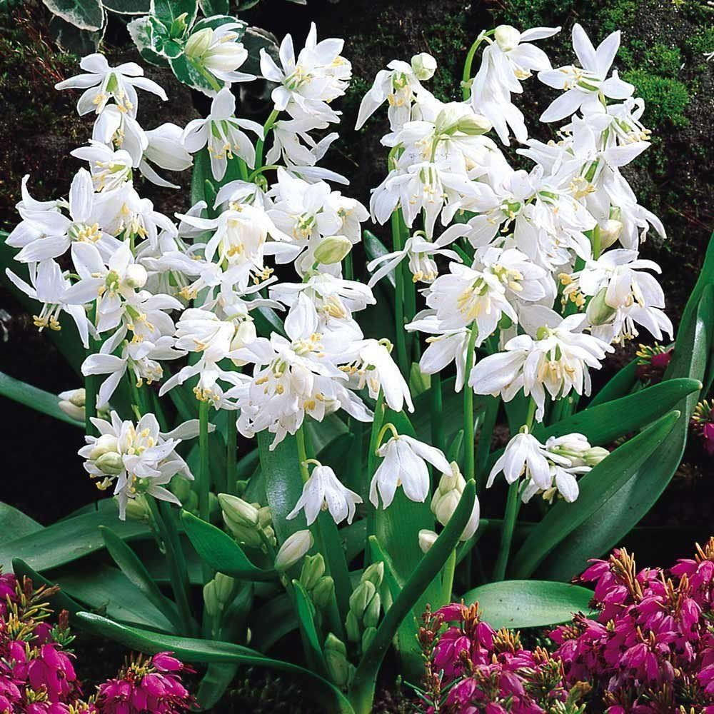 Blankets Quilts Shoopy Star Fresh Staghorn Fern Spore Platycerium Coronarium Thin Form 5000 Spore Brigs Com