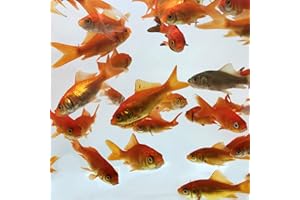Toledo Goldfish Comet Feeder Goldfish: Live Feeder Goldfish Perfect for Stocking Ponds, Tanks, and Aquariums – 2 to 2.5 inches, 100 Fish