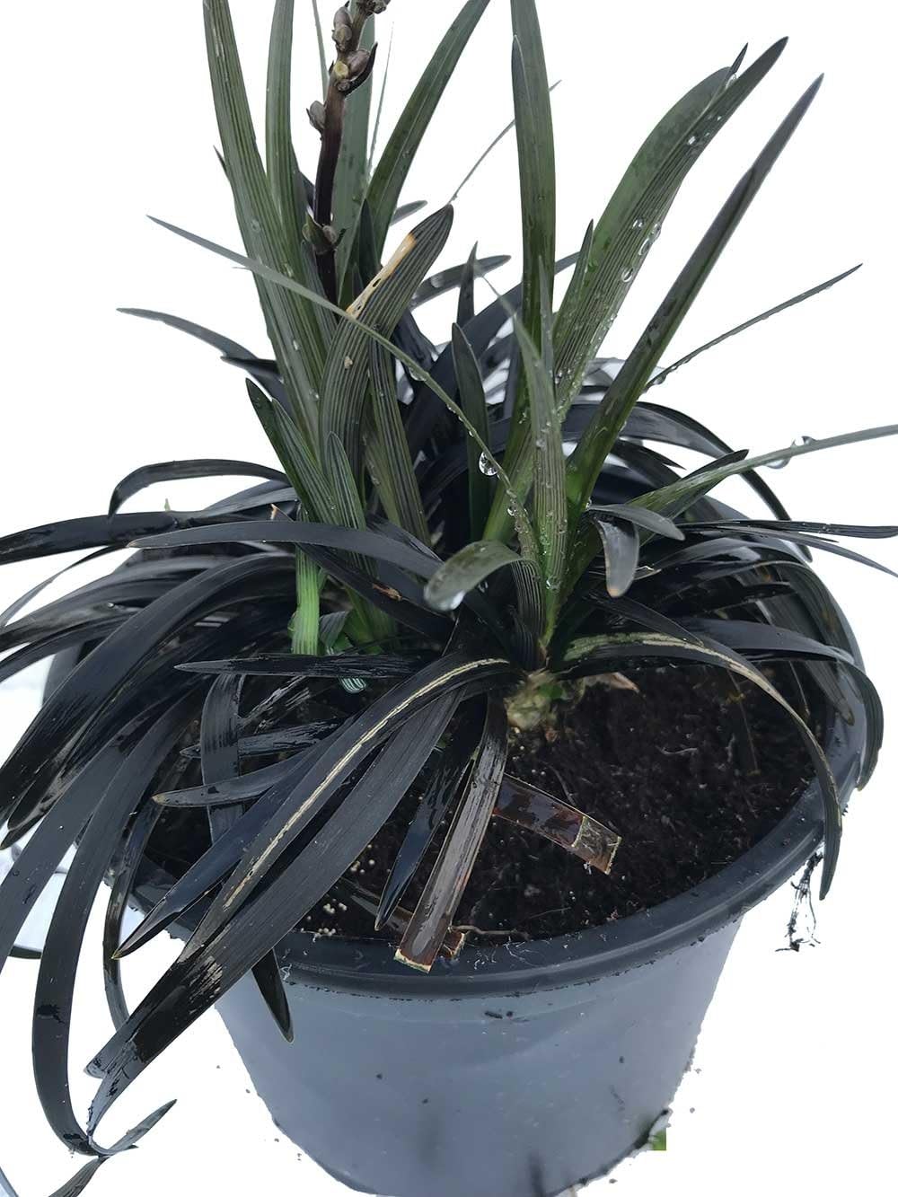 3 Black Mondo Grass Ophiopogon planiscapus Black Dragon Plant 2L