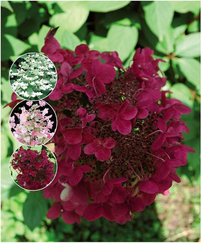 Hydrangea paniculata Wim's Red, Hydrangea Wim's Red Plant in 9 cm Pot