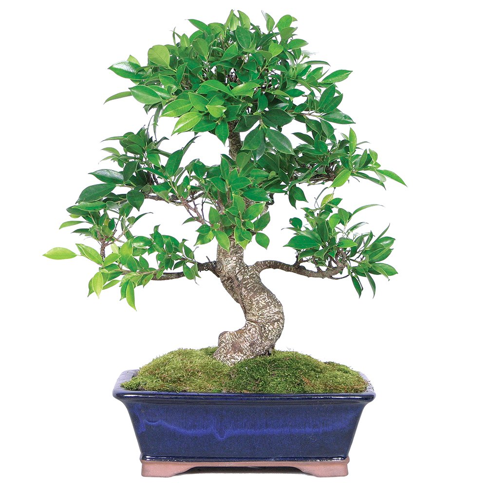 Brussel's Live Golden Gate Ficus Indoor Bonsai Tree 10 Years Old; 14