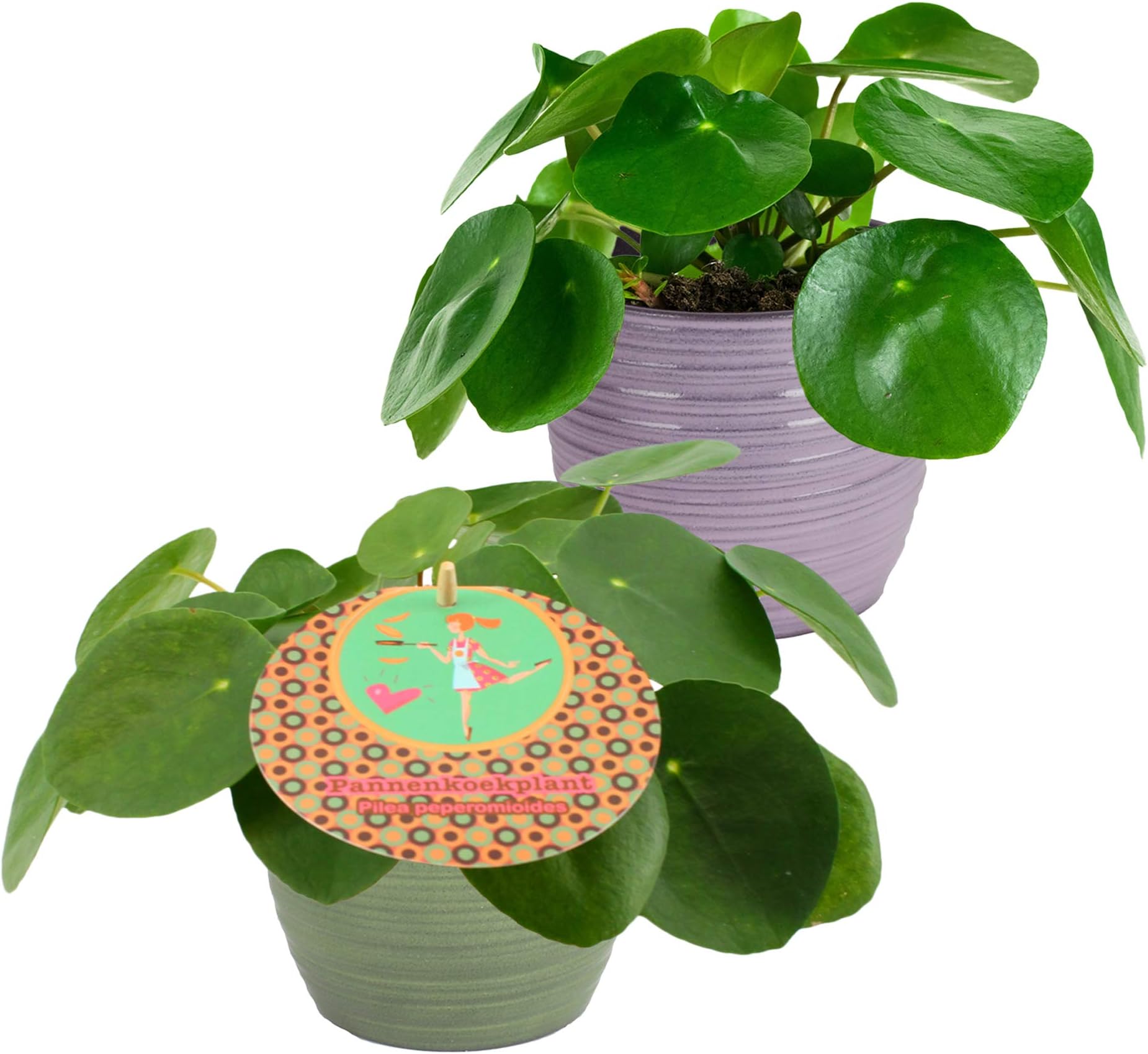 Choice of Green - Set of 3 Pilea Pepperomioides in - Chinese Money Plant - Live Indoor Plant in Growerspot Diameter 11 cm - Height 22 cm - Quality from Holland - Fresh from The Grower