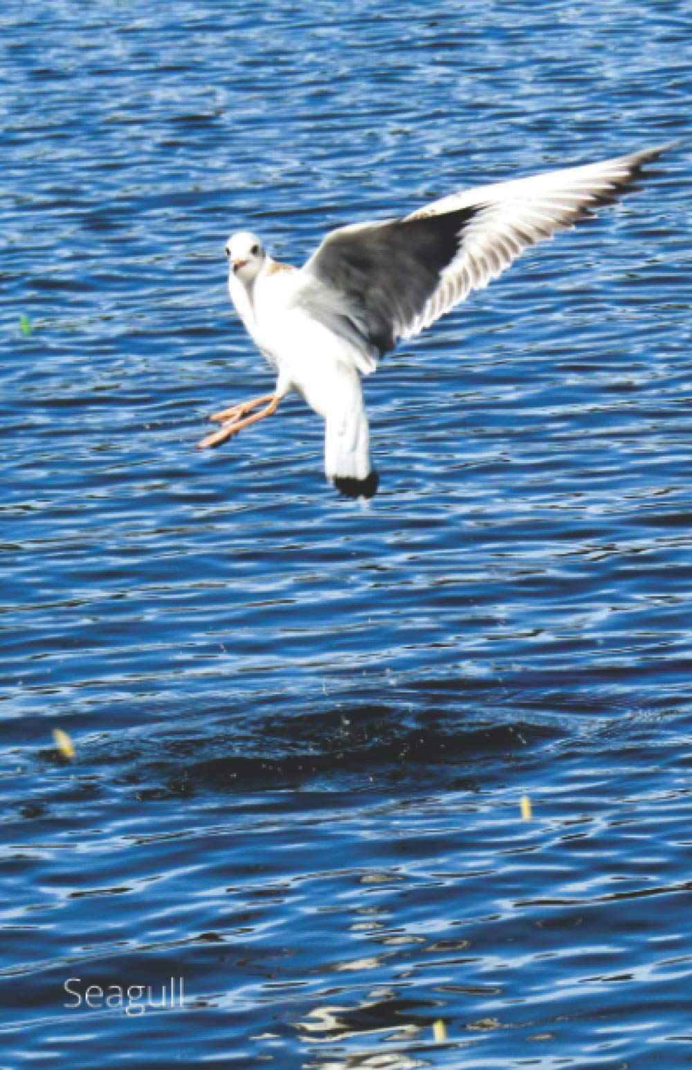 Seagull Notebook