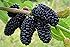 Dwarf Everbearing Mulberry Plant - Morus nigra - Sweet Fruit - 4" Pot