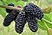 Dwarf Everbearing Mulberry Plant - Morus nigra - Sweet Fruit - 4" Pot