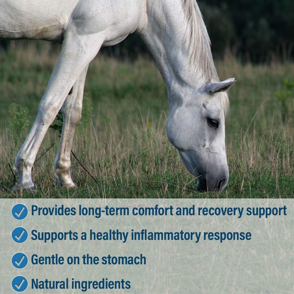 Bute-Less Comfort & Recovery Supplement Paste, 1oz Syringe / 3 Doses: Sports & Outdoors