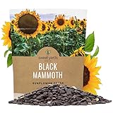 Black Mammoth Sunflower Seeds for Planting