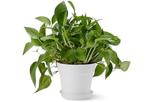 �鶹�� Basics Plant Pots, 15.24 cm, White, 1-Pack