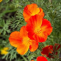 Eden Brothers California Poppy Seeds - Mikado
