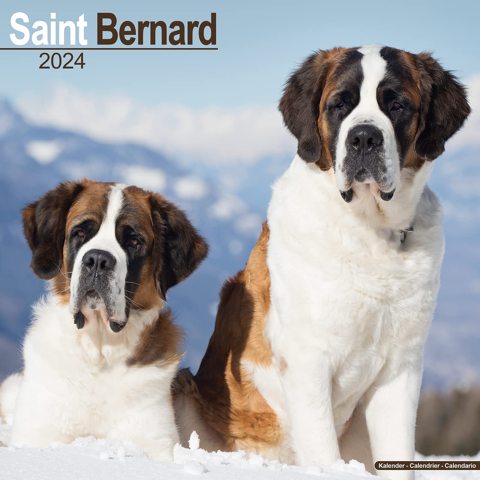 Saint Bernard Calendar 2024 | Square Dog Breed Wall Calendar - 16 Month