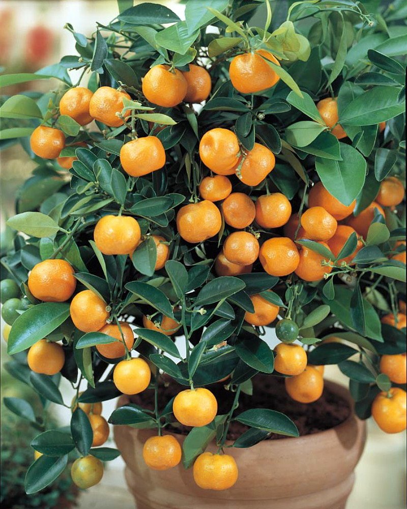 Miniature Orange Tree Calamondin 8" PotNO Shipping to TX, FL, AZ