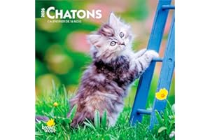 Chatons | 2026 7 x 14 Inch (Hanging) Monthly Mini Wall Calendar | French Language | BrownTrout | Cats Pets Feline Family