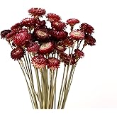 MIHUAGE Dried Flower 40PCS Daisy Bouquet 100% Natural Chrysanthemum Dry Flower for Vase Home décor Party DIY Arrangement Whea